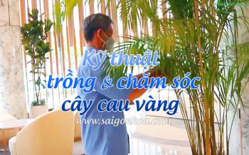 Cham Soc Cay Cau Vang