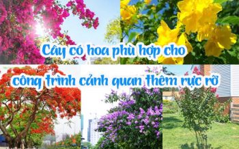 Cay Co Hoa Phu Hop Cho Cong Trinh Canh Quan