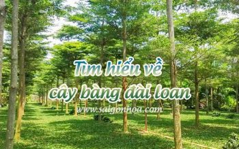 Tim Hieu Cay Bang Dai Loan 1
