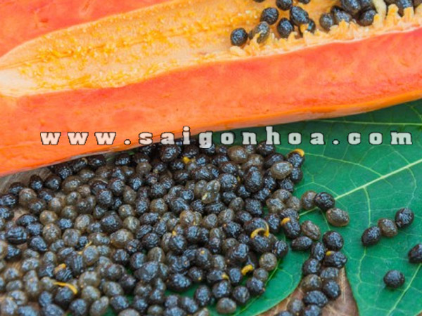 hat du du dem di trong