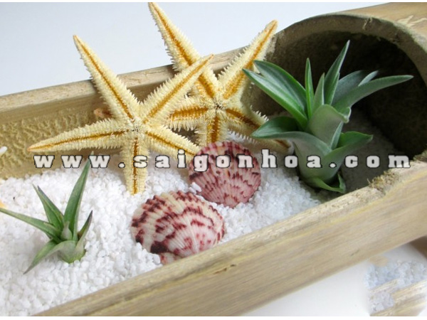 mot goc tieu canh cay khong khi