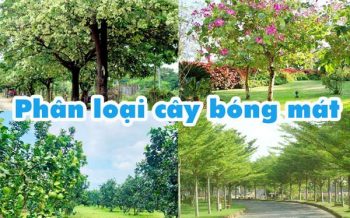 Phan Loai Cay Bong Mat