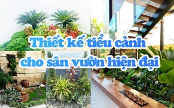 Thiet Ke Tieu Canh Cho San Vuon Hien Dai