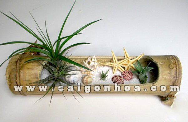 tieu canh cay khong khi ong tre