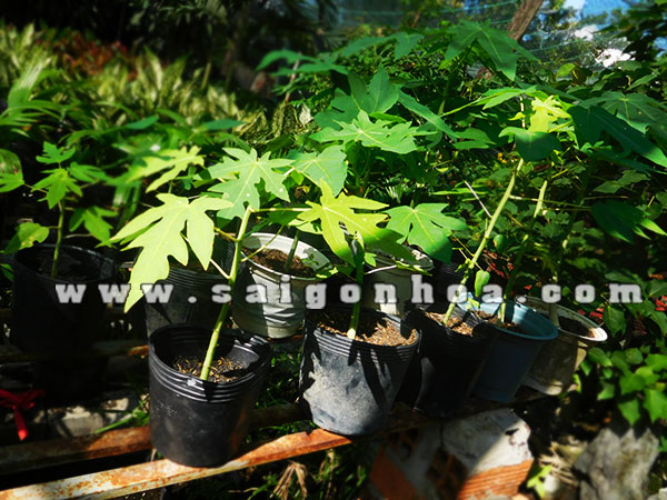 trong cay du du giong