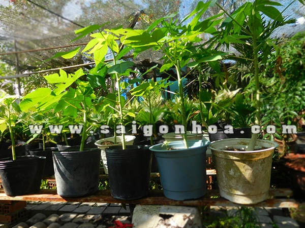 trong cay du du trong chau