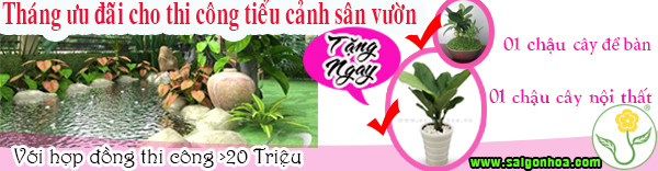 uu dai cho hoa don tren 2 trieu thiet ke san vuon