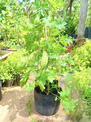 Cây Khổ Qua Cây Mướp Đắng