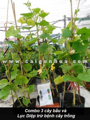 Combo 3 Cây Bầu Và 1 Gói Lục Diệp Trừ Bệnh Cây Trồng