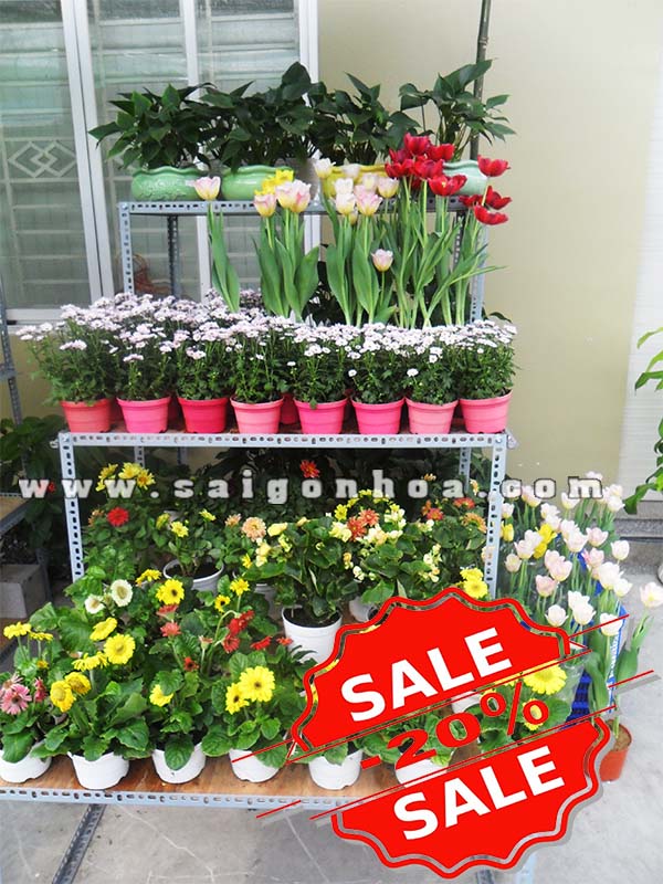 giam gia 20 cay hoa canh
