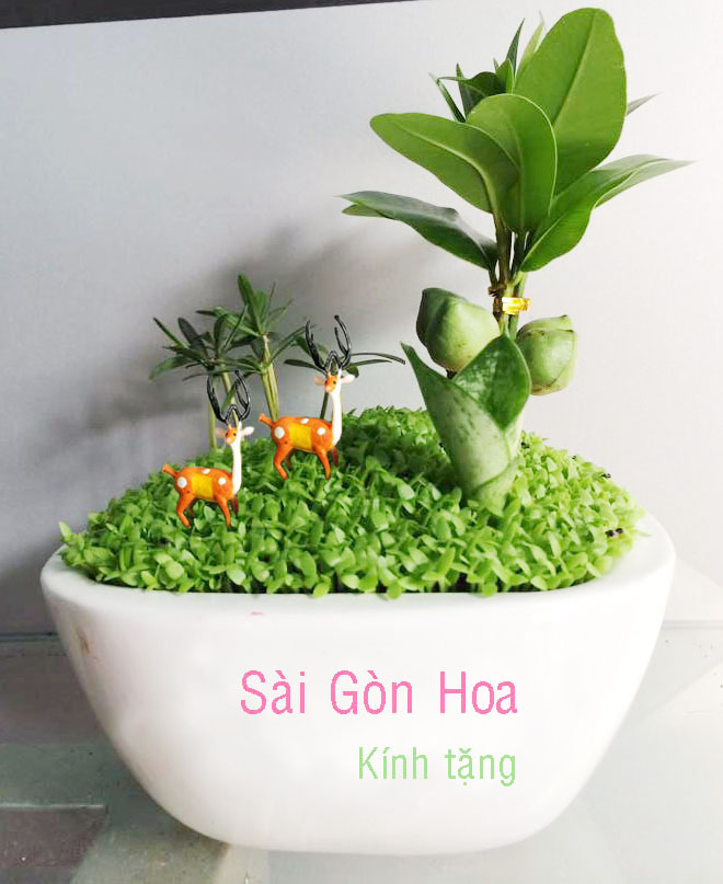 tieu canh qua tang chuong trinh giam gia 2 ngay duy nhat cho cay hoa canh tai sai gon hoa 