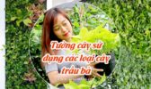 Tuong Cay Trau Ba 1
