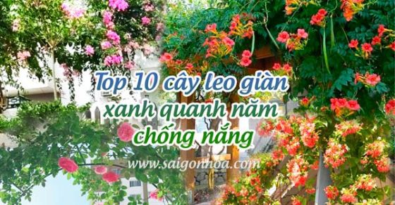 Top 10 cây leo giàn xanh quanh năm chống nắng • Sài Gòn Hoa 2024