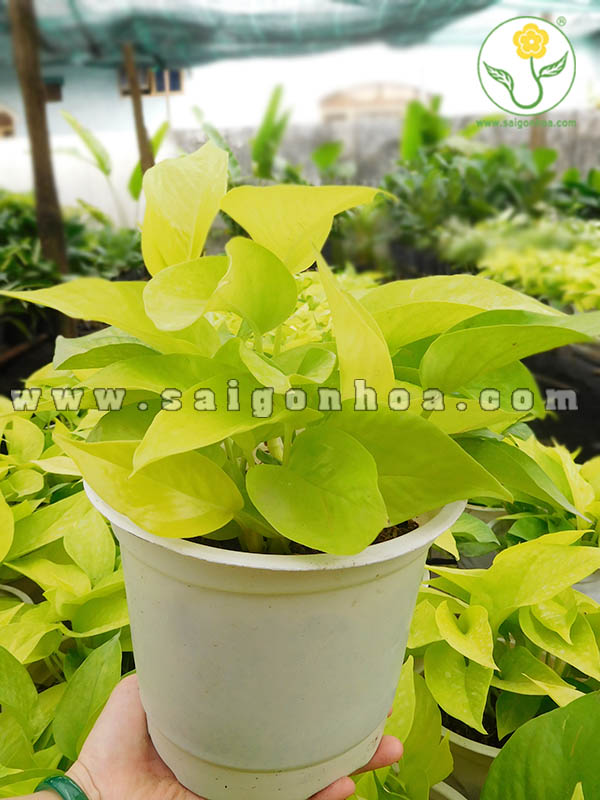 Cây Trầu Bà Vàng Thái