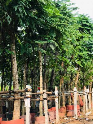 BIG SALE CÂY CÔNG TRÌNH BÙNG NỔ TẠI SÀI GÒN HOA