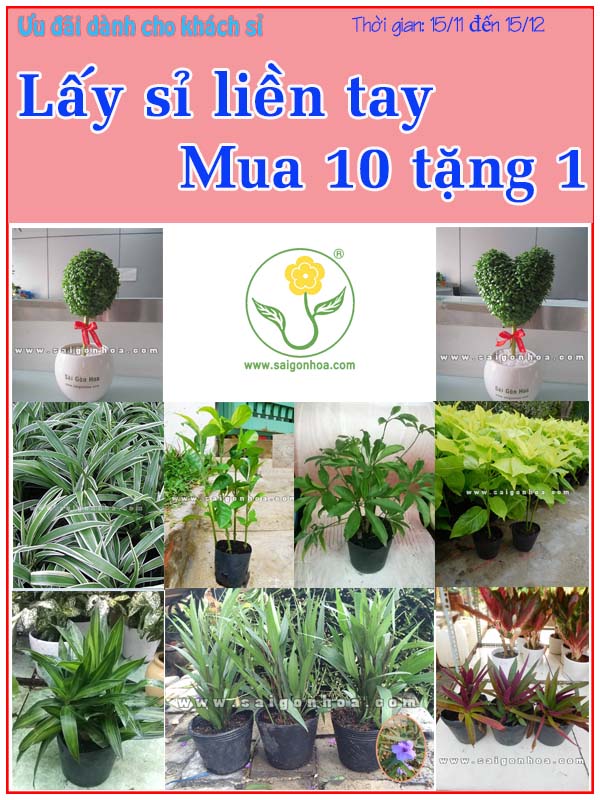 mua-10-tang-1