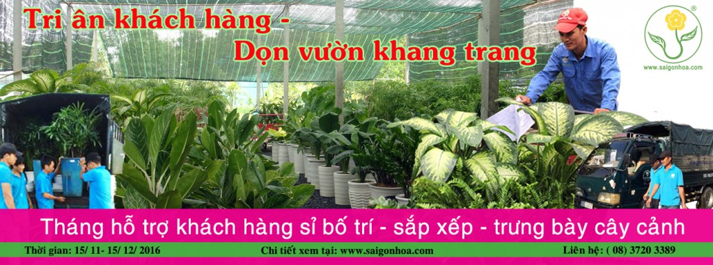 tri an khach hang don vuon khang trang 