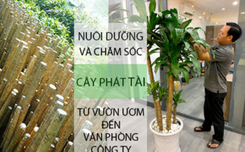 Cham Soc Phat Tai Tu Vuon Uom Den Van Phong Cong Ty