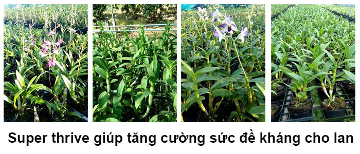 Super Thrive Tang Suc De Khang Cho Lan