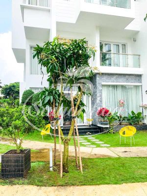 Cây Xoài Trồng Sân Vườn