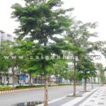 Nơi cung cấp cây công trình uy tín tại TP.HCM