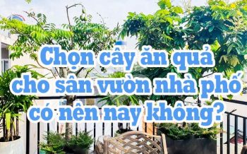 Cay An Qua Cho San Vuon Nha Pho