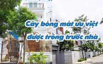 Cay Bong Mat Uu Viet Duoc Trong Truoc Nha