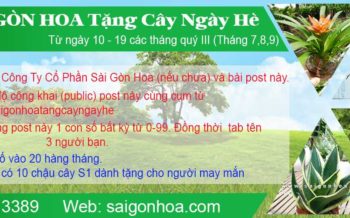 Sai Gon Hoa Tang Cay Ngay He