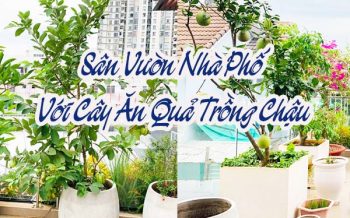 San Vuon Nha Pho Cay An Qua Trong Chau