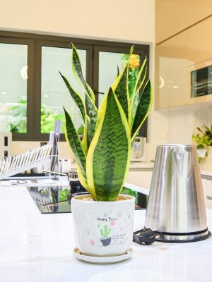 Cây Lưỡi Hổ Để Bàn