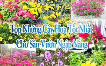 Cay Hoa Tot Nhat Cho San Vuon Nang
