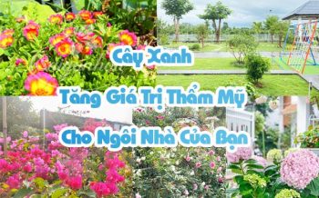 Cay Xang Tang Gia Tri Tham My Cho Ngoi Nha