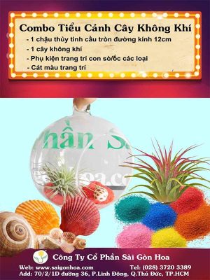 Combo Tiểu Cảnh Cây Không Khí