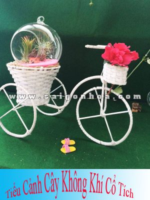 Xe Đạp Cây Không Khí - Tillandsia