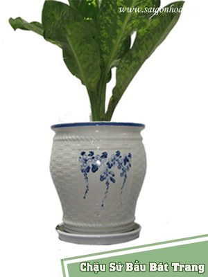 Chậu Sứ Bầu Bát Tràng