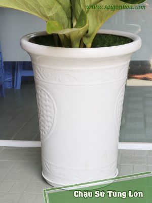 Chậu Sứ Tùng Lớn