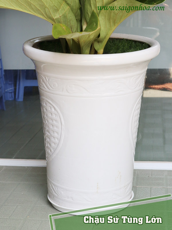 Chậu Sứ Tùng Lớn