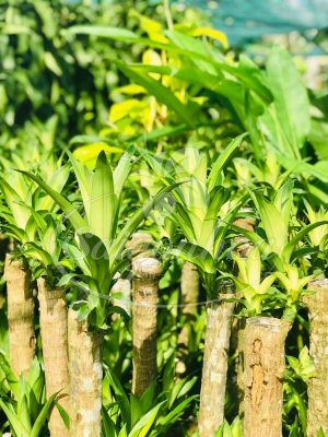 BIG SALE CÂY CÔNG TRÌNH BÙNG NỔ TẠI SÀI GÒN HOA