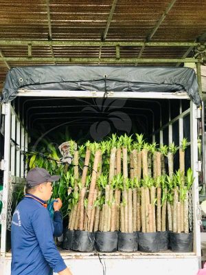 BIG SALE CÂY CÔNG TRÌNH BÙNG NỔ TẠI SÀI GÒN HOA