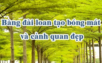 Bang Dai Loan Tao Bong Mat Va Canh Quan Dep