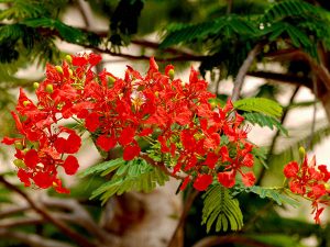cây xanh trồng vỉa hè cho hoa màu đỏ