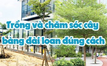 Trong Va Cham Soc Cay Bang Dai Loan Dung Cach