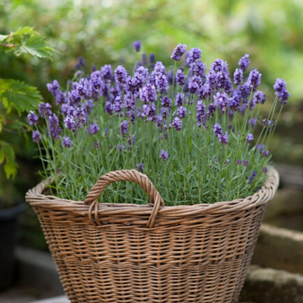 ve dep hoa oai huong lavender