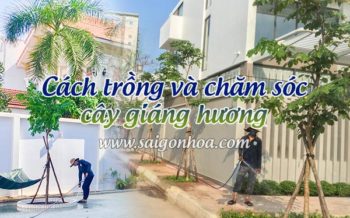 Cach Cham Soc Cay Giang Huong