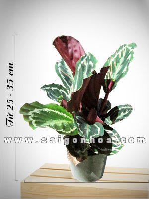 Cây Đuôi Công Xanh Thái Lá Tròn