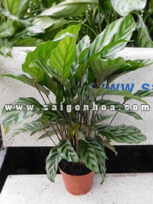 Cây Đuôi Công Xanh