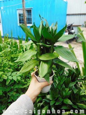 Cây Phát Tài Búp Sen Trong Chậu Đất