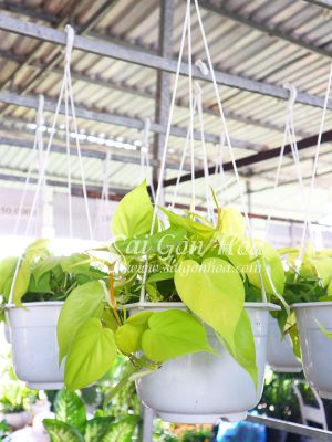 Cây Trầu Bà Vàng Lá Tim Chậu Treo