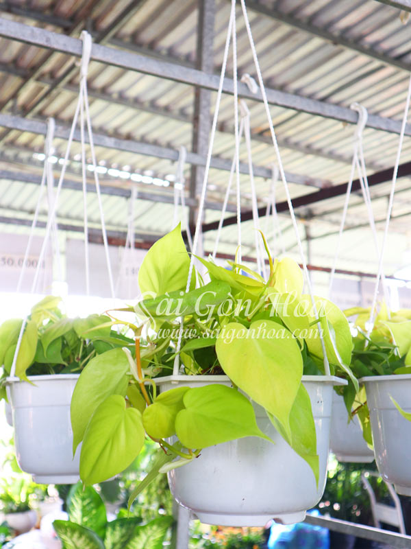 Cây Trầu Bà Vàng Lá Tim Chậu Treo