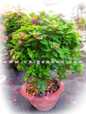 Chậu Cây Bông Giấy Mỹ Cao 60-80cm